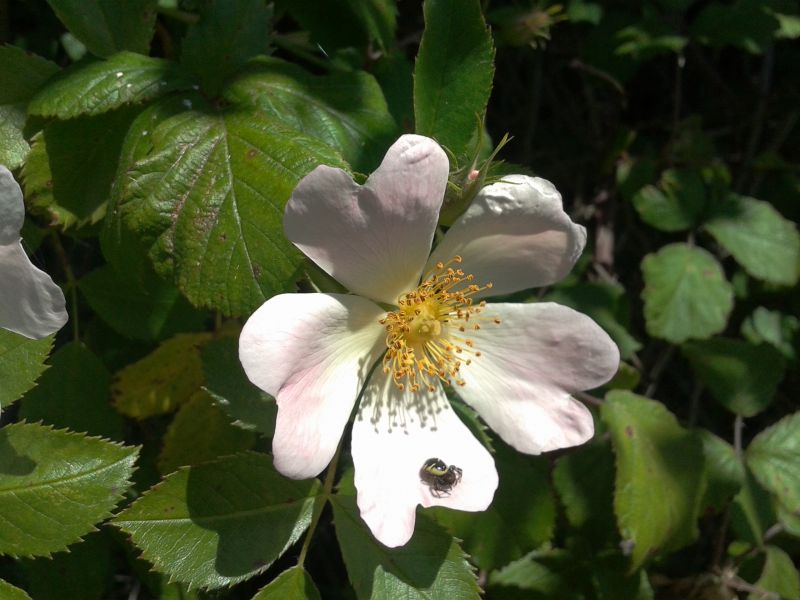 Rosa canina ???